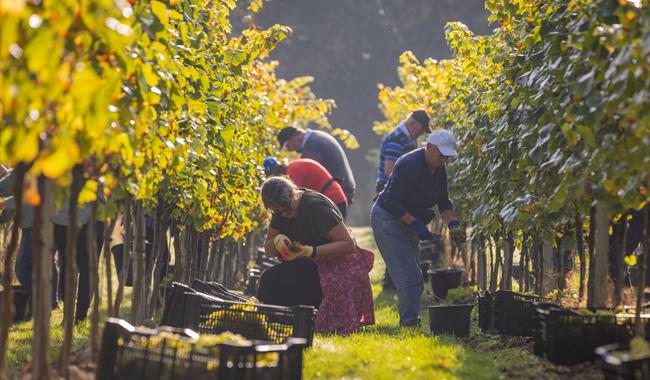 Sip, Snip & Savour: Grape Picking Experience