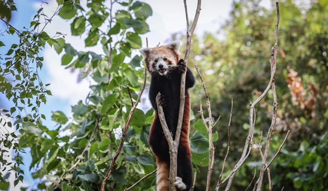Marwell zoo new year new offer!