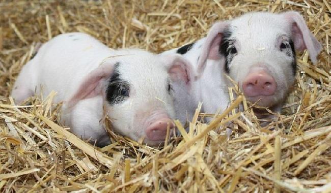 Piglets at Odds Farm Park