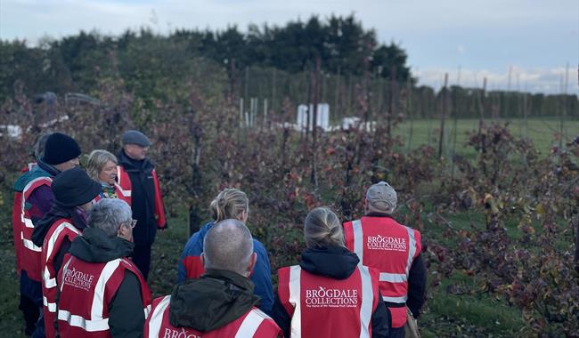 Winter Pruning at Brogdale