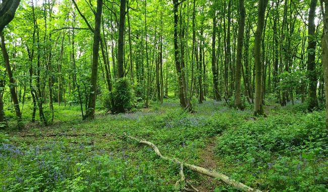 A sea of bluebells in a wooded area of Stanmer Park.