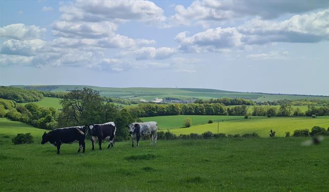 Cows grazing in the foreground with the beautiful rolling landscape of Stanmer Park in the distance behind them.