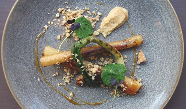 salsify starter