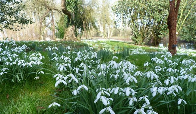 Snowdrop Season at Waterperry Garden