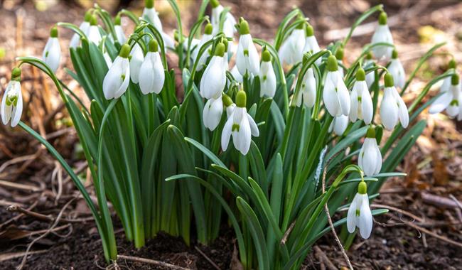 Snowdrops at Highdown Gardens