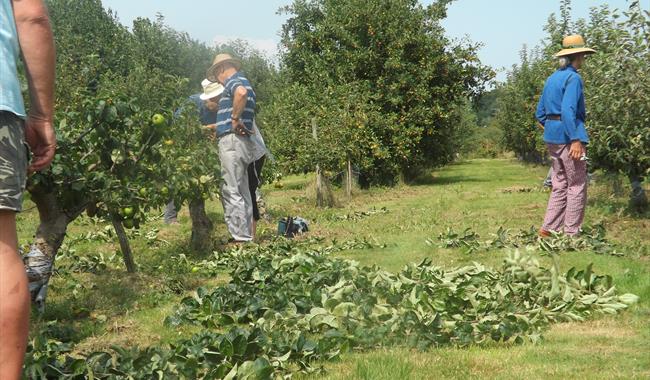 Summer Pruning
