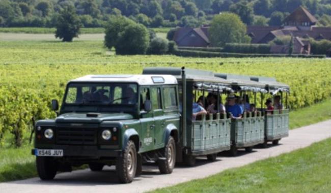 Train ride through Denbies Vineyard Estate