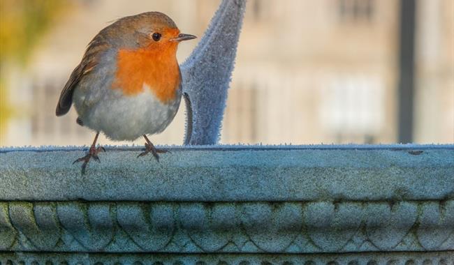 The Wakehurst chorus: Birdsong walk