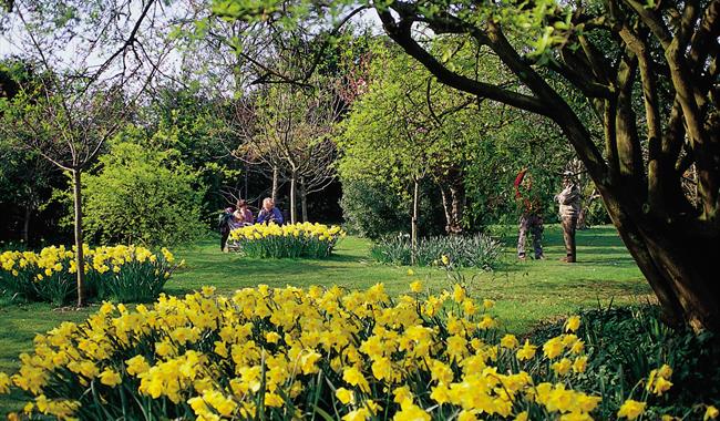 Highdown Gardens Worthing - spring flowers