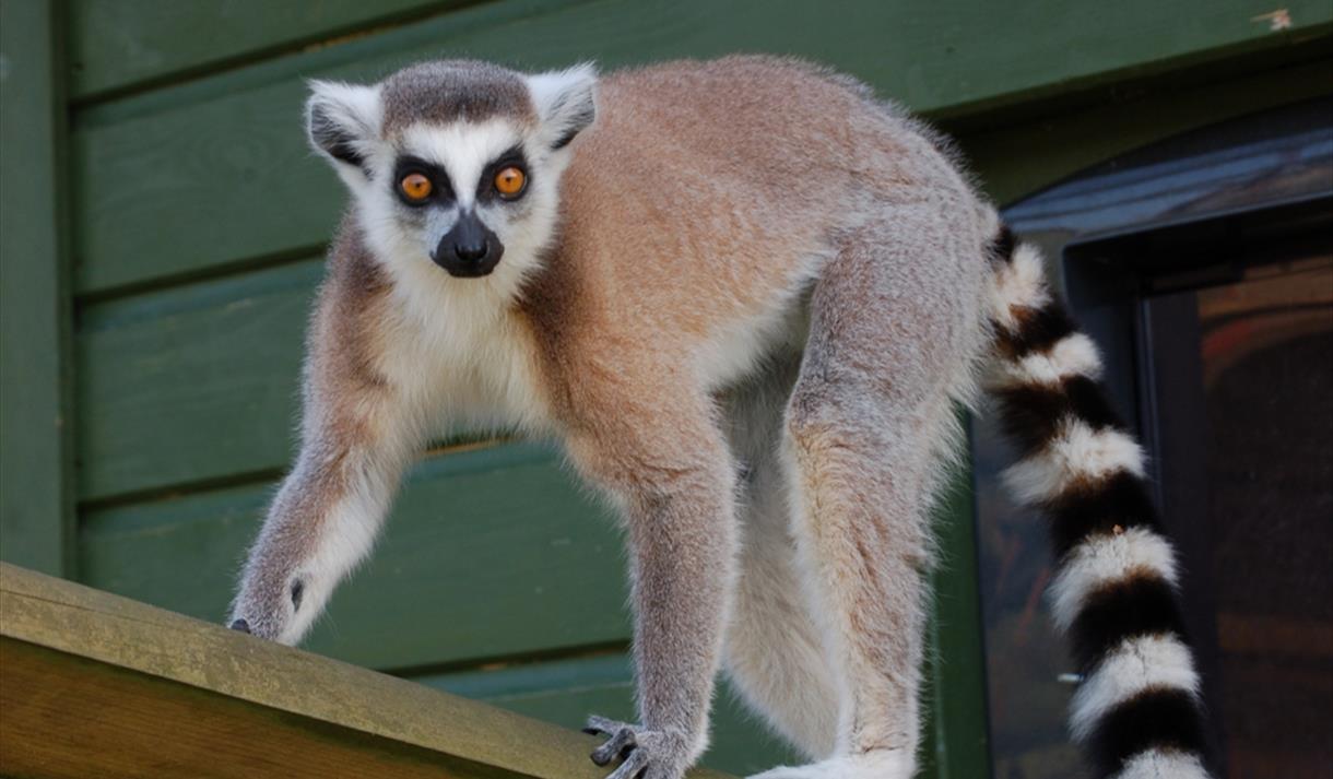 Beale Wildlife Park, Nature in England — Ravlling