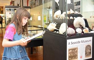 Child reading information by a display of seashells at Bexhill Museum