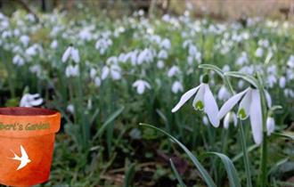 Gilbert's Garden: Snowdrops