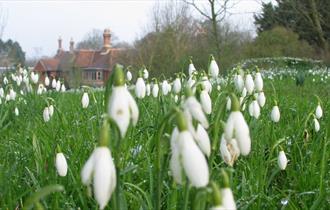 Snowdrop Weekend