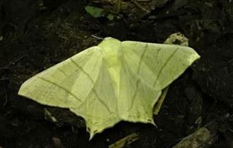 A moth