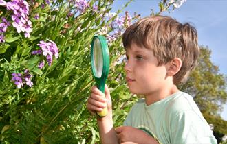 A child lookingat purple flower through a magnifying glass