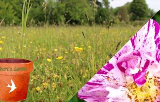 Meadow and rose