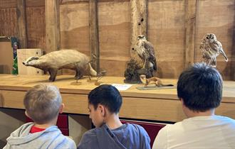 Children sketching taxidermy animals