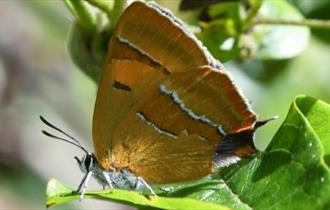 A brown butterfly