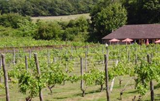 Elham Valley Vineyard