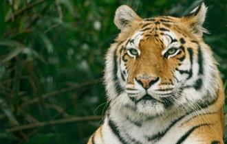 Tiger at Wildheart Animal Sanctuary, Attraction, Sandown, Isle of Wight