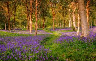 a forest full of bluebells