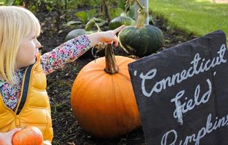 Pumpkin Trail