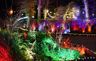 Sandy Balls Holiday Park, Forest of Light Event