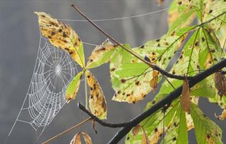 Hidden woodlands at Harewoods and Sandhills