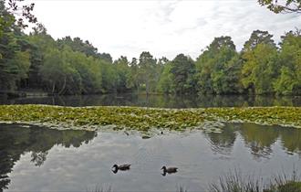 heath pond simons wood