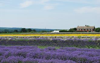 Lavender Fields