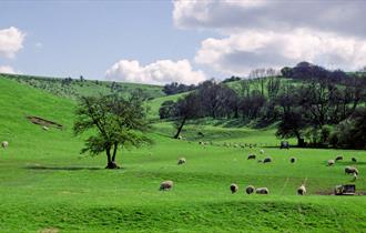 Hampshire South Downs