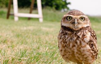 Kent Falconry Centre