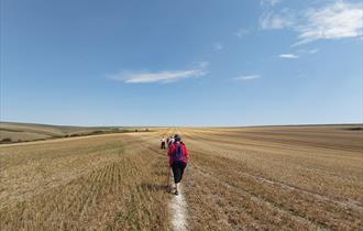 Walkers walking path through golden stubble fiedl towards blue sky horizon