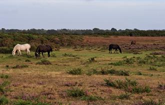 New Forest