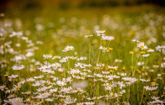 a field of yellow and white wildflowers at Wakehurst