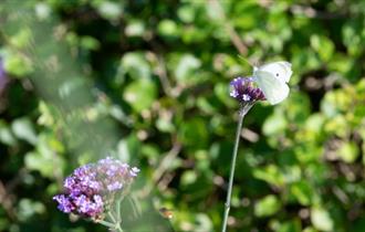 a white butterfly perching on a purple verbena flower