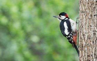 Guided Bird 'Walkshop'