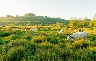 St Catherine's Hill Nature Reserve