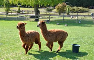 Alpacas