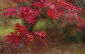 Autumn Reds Photograph
