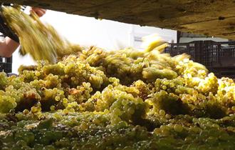 Wiston Estate Harvest winery tour