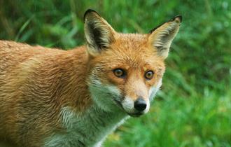 Fox at the British Wildlife Centre