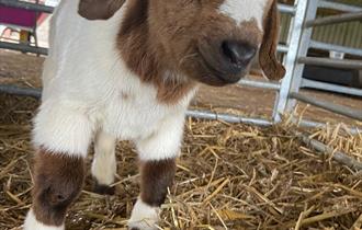 Easter Egg Hunt at Princess Christian's Farm