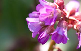 Bampton Garden Plants