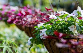 Bampton Garden Plants