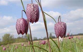 Berkshire, Buckinghamshire & Oxfordshire Wildlife Trust