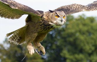 bird of prey mid flight