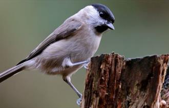 Marsh tit