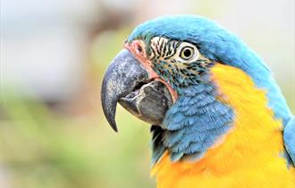 Blue Throated Macaw