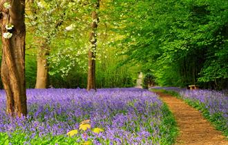 bluebells in woods